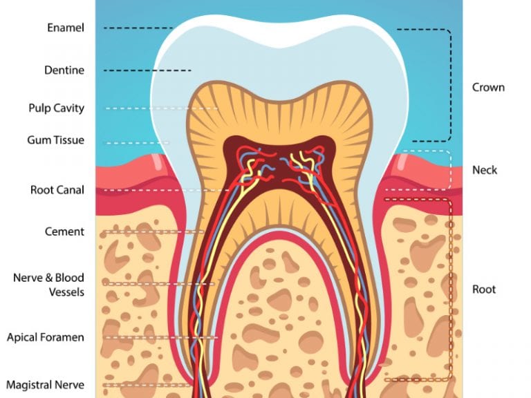 Root Canal Treatment AllSmiles Dental Care