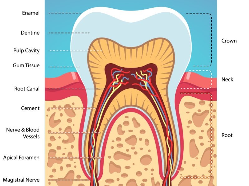 Cross section of the tooth anatomy showing the root canal in the tooth